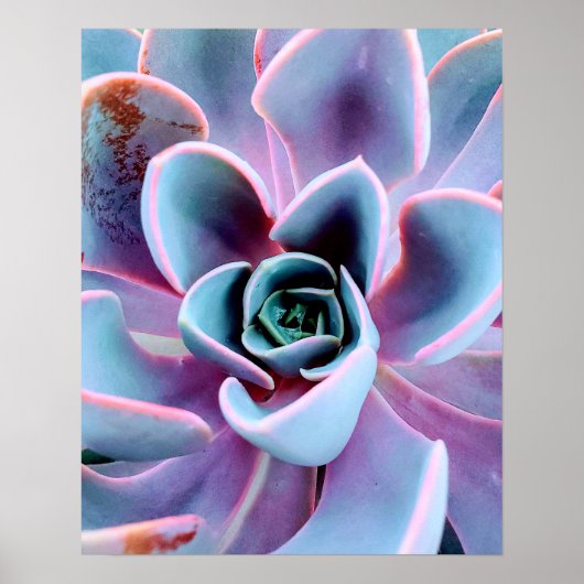 Succulente Plant Natuur Fotografie Foto Poster (Voorkant)