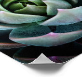  Succulente Plant Natuur Fotografie Foto Poster (Hoek)