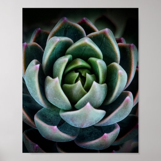  Succulente Plant Natuur Fotografie Foto Poster (Voorkant)