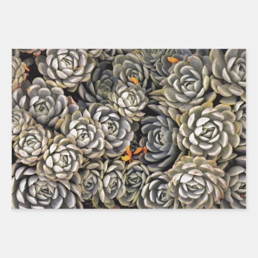 Succulente planten in grijs en bruin inpakpapier vel (Voorkant)