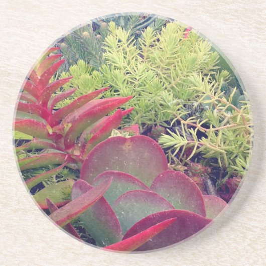 Succulente Planten Zandsteen Onderzetter (Voorkant)
