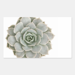 Succulente postzegel rechthoekige sticker