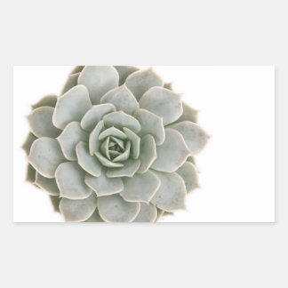 Succulente postzegel rechthoekige sticker