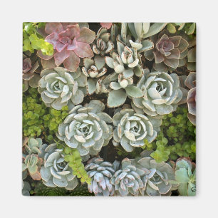 Succulente tuin 1 magneet
