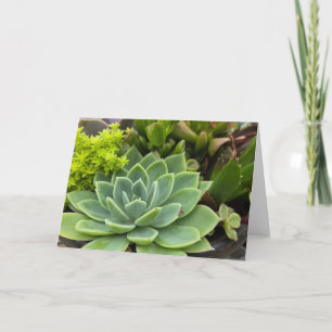 Succulente tuin kaart
