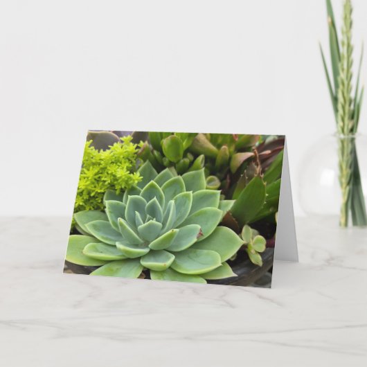 Succulente tuin kaart (Voorkant)