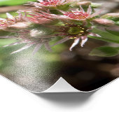 Succulente ventilator foto afdruk (Hoek)