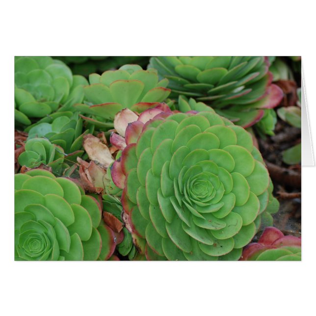 Succulenten (blanco) (Voorkant Horizontaal)