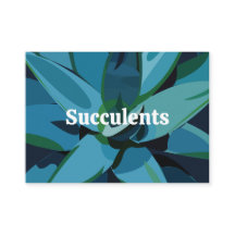Succulenten Blue Agave Cactus Succulents