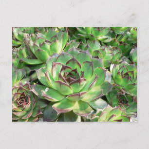 Succulenten Briefkaart