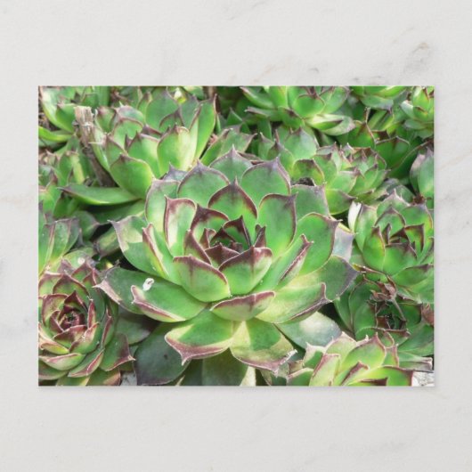 Succulenten Briefkaart (Voorkant)