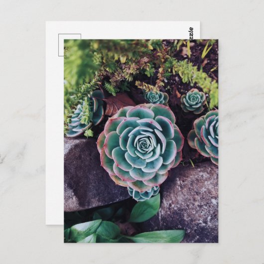 Succulenten Briefkaart (Voorkant / Achterkant)
