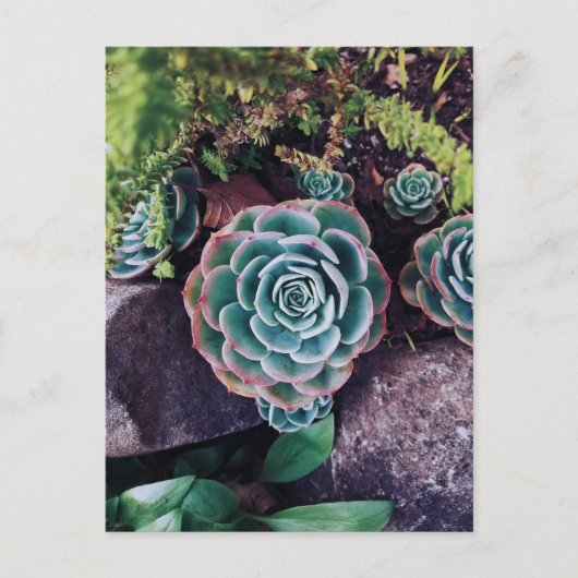 Succulenten Briefkaart (Voorkant)