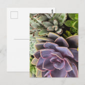 Succulenten Briefkaart (Voorkant / Achterkant)