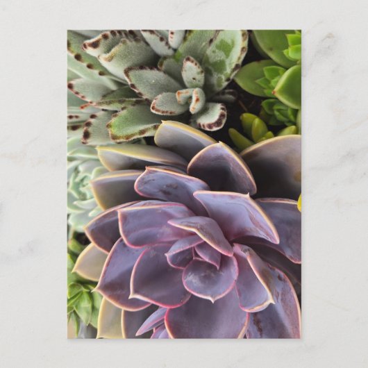 Succulenten Briefkaart (Voorkant)