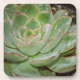 Succulenten Drankjes Onderzetter