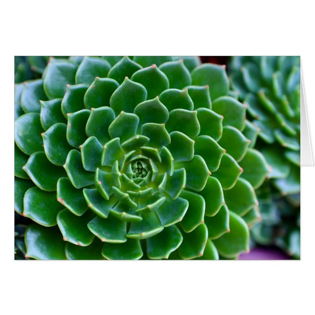Succulenten - Echeveria plant (Voorkant Horizontaal)