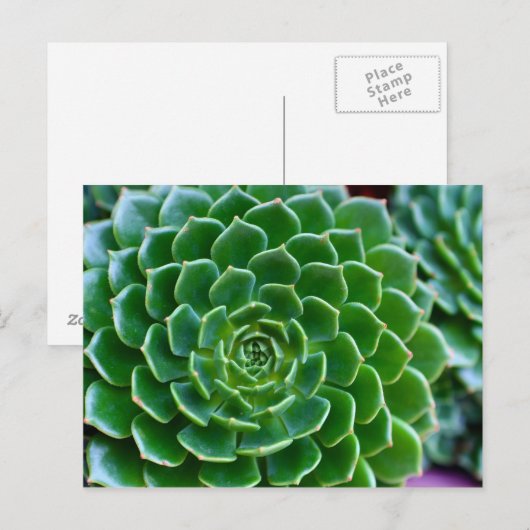 Succulenten Echeveria-plant Briefkaart (Voorkant / Achterkant)