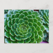 Succulenten Echeveria-plant Briefkaart (Voorkant)