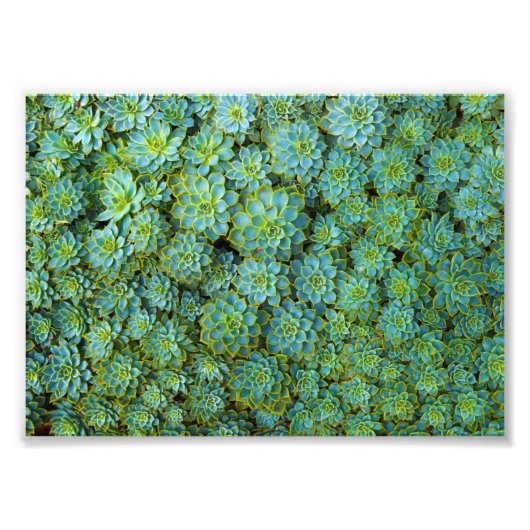 Succulenten - Echeveria plant Foto Afdruk (Voorkant)