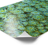 Succulenten - Echeveria plant Foto Afdruk (Hoek)