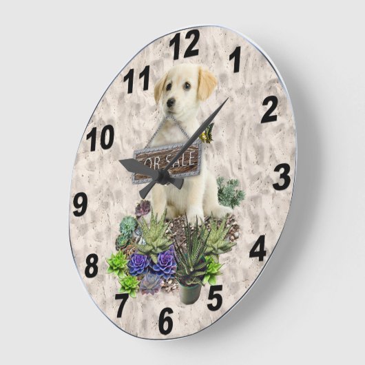 Succulenten Grote Klok (Hoek)