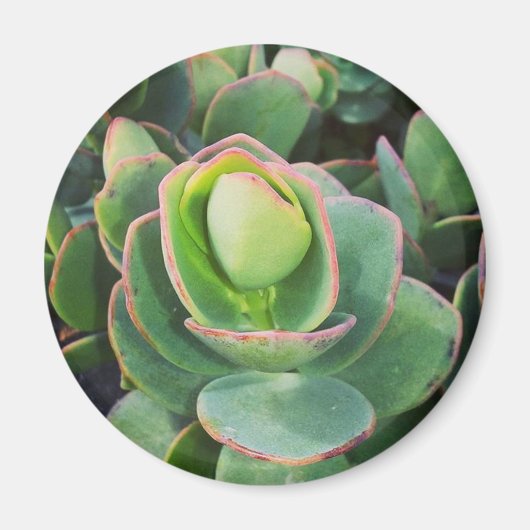 #succulenten in de kas. magneet (Voorkant)