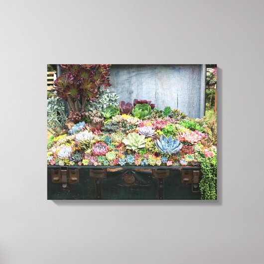 Succulenten in de schatkist canvas afdruk (Voorkant)