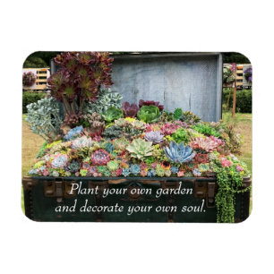 Succulenten in de schatkist magneet