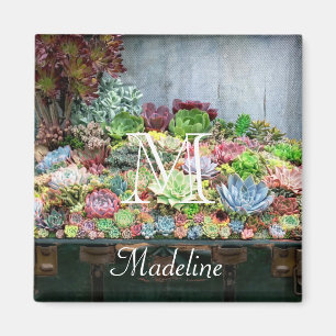 Succulenten in de schatkist magneet