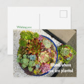 Succulenten in Planter Briefkaart (Voorkant / Achterkant)