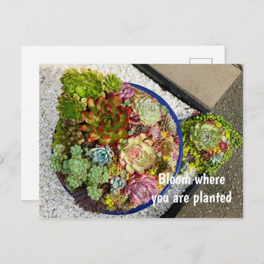 Succulenten in Planter Briefkaart (Voorkant / Achterkant)