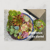 Succulenten in Planter Briefkaart (Voorkant)