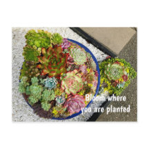 Succulenten in Planter