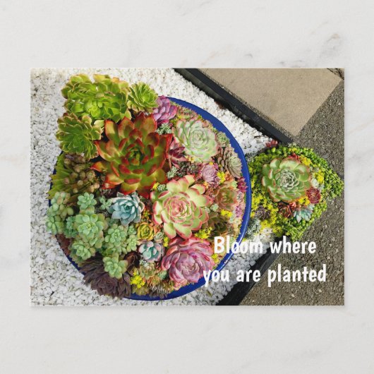 Succulenten in Planter Briefkaart (Voorkant)