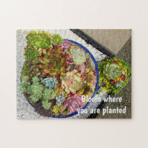 Succulenten in Planter