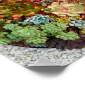 Succulenten in Planter Poster (Hoek)
