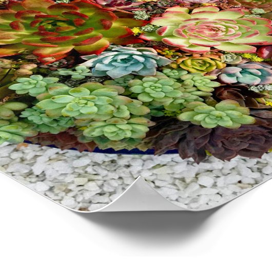 Succulenten in Planter Poster (Hoek)