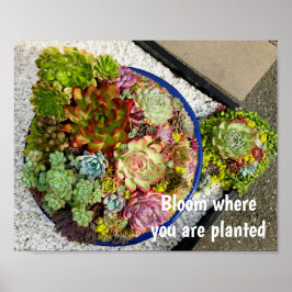 Succulenten in Planter Poster