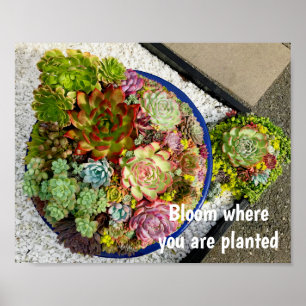Succulenten in Planter Poster