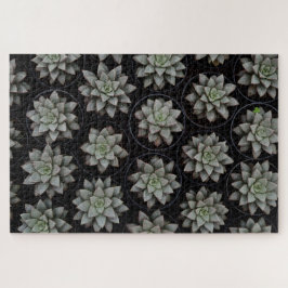Succulenten in potten legpuzzel