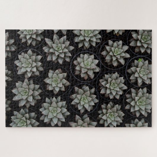 Succulenten in potten legpuzzel (Horizontaal)