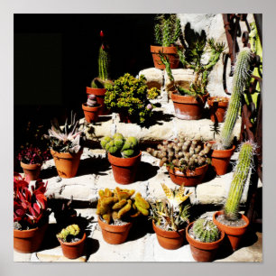 Succulenten in Terracotta Pots, vanmiddag, Sun Poster