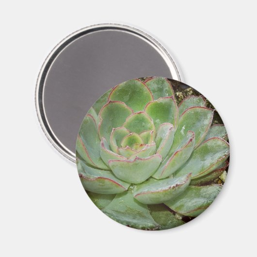 Succulenten Magneet (Voorkant / Achterkant)