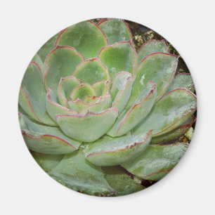 Succulenten Magneet