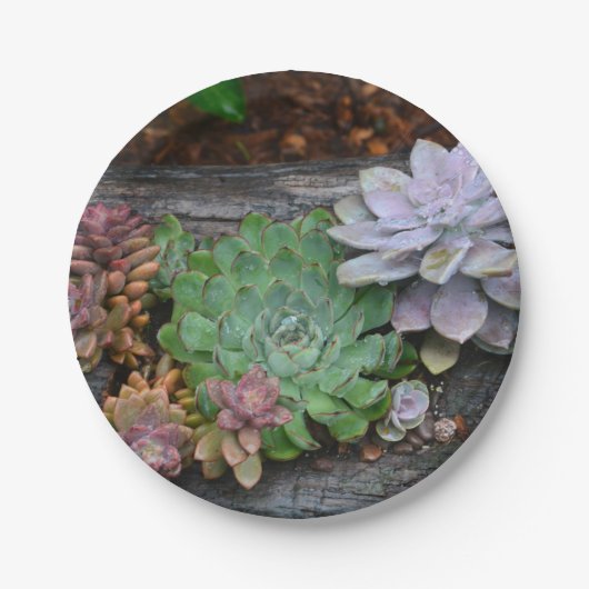 Succulenten op drijfhout papier Bord (Voorkant)
