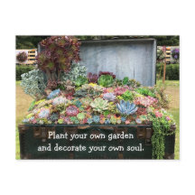 Succulenten op schatkist