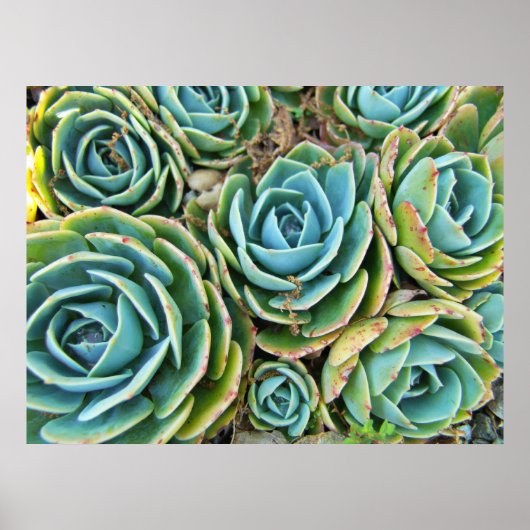 Succulenten Poster (Voorkant)