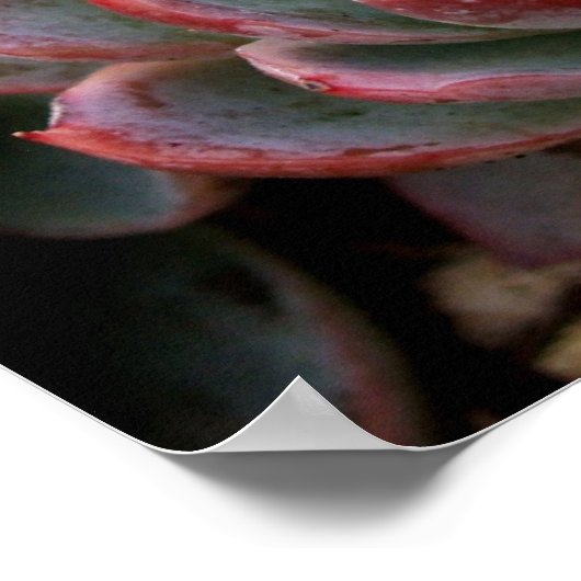 Succulenten Poster (Hoek)
