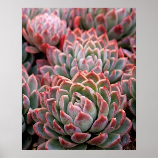 Succulenten Poster (Voorkant)